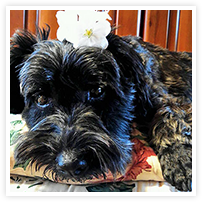 スマイルアルバム