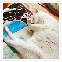 スマイルアルバム