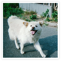 スマイルアルバム