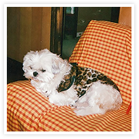 スマイルアルバム