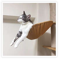 スマイルアルバム