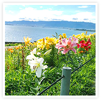 スマイルアルバム