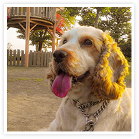 スマイルアルバム