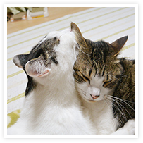 スマイルアルバム