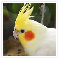 スマイルアルバム