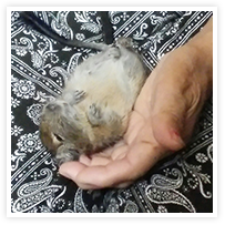 スマイルアルバム