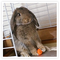 スマイルアルバム