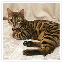 スマイルアルバム