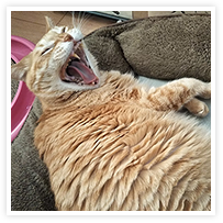 スマイルアルバム