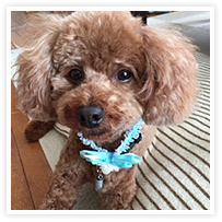 スマイルアルバム